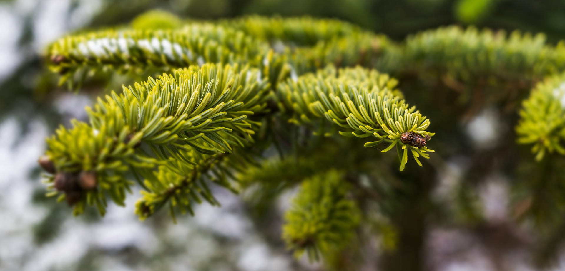 Collecte des sapins 2024