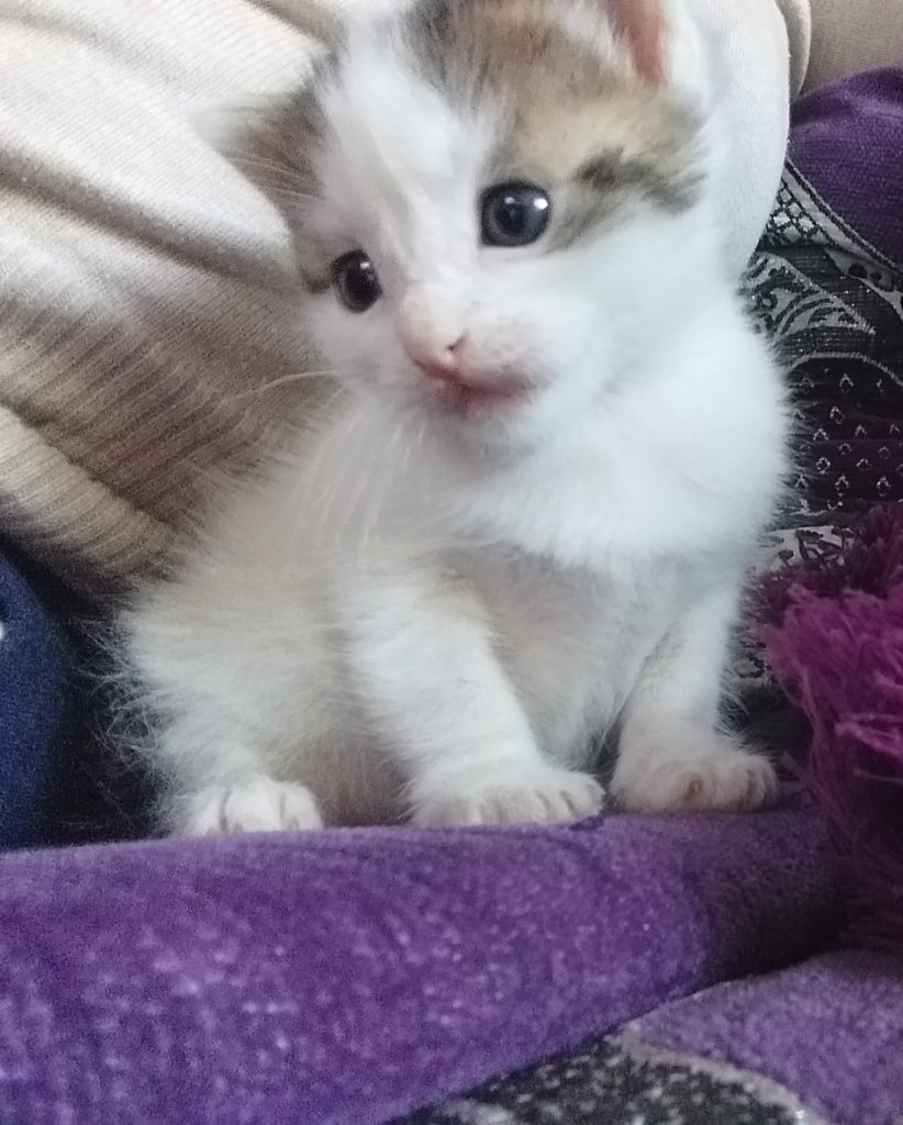 Chaton blanc sur une serviette violette