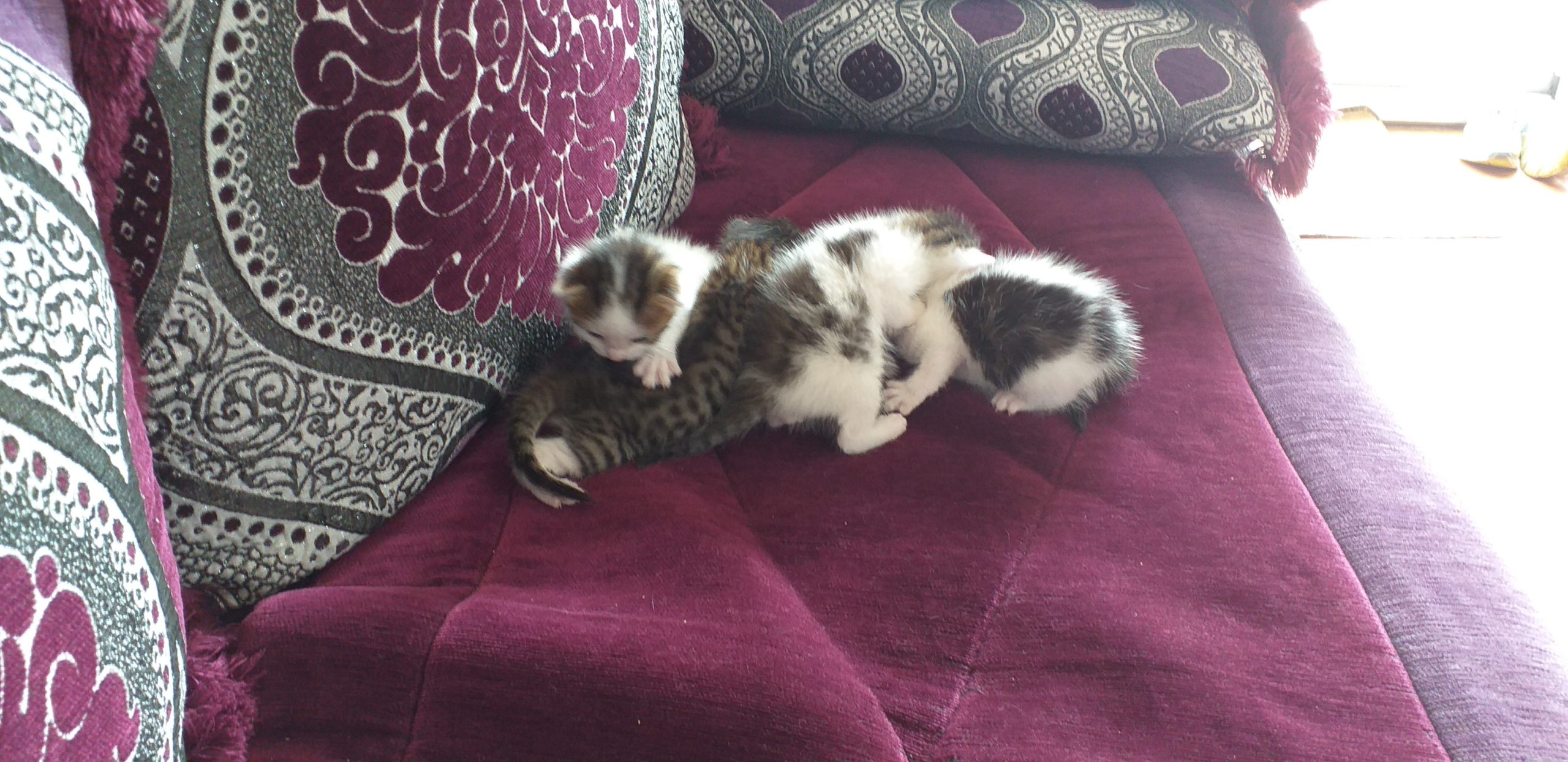Chatons jouant sur un canapé violet