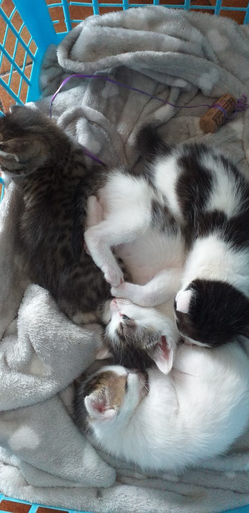 Chatons dans un panier bleu avec un bouchon de liège