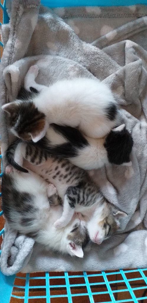 Portée de chats sur une couverture dans un panier