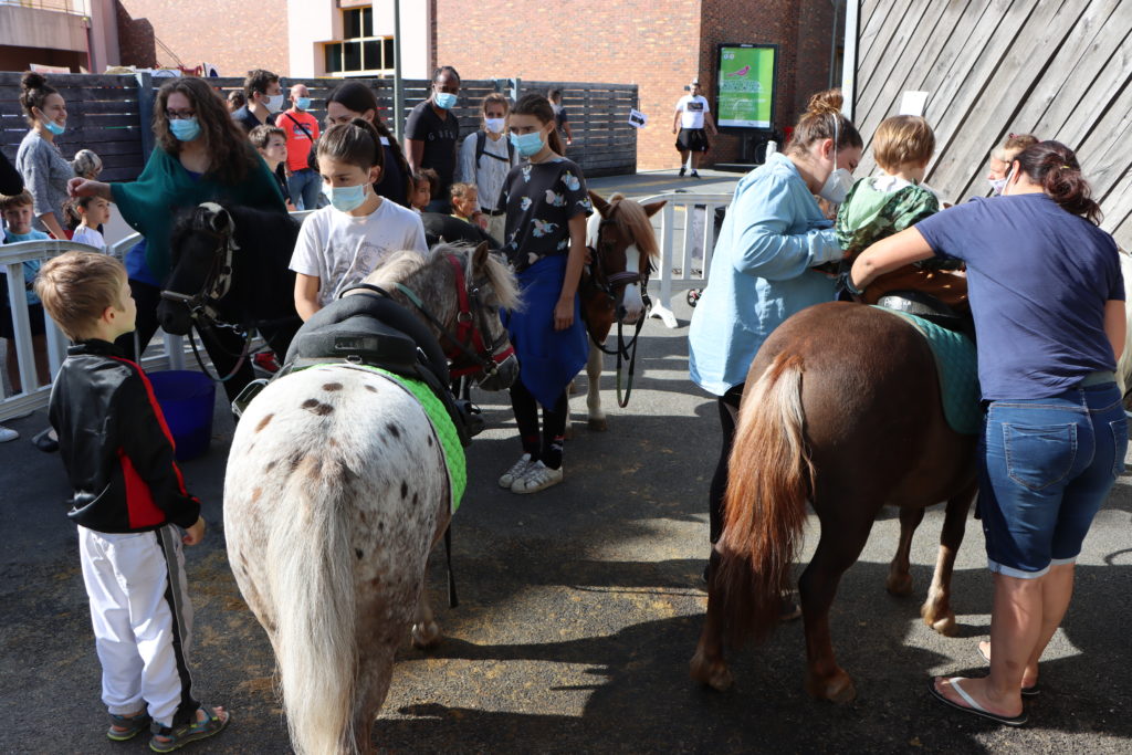 Poneys au forum des associations de Montfermeil