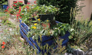 Fleurs jaunes dans une caisse en bois peinte en bleue