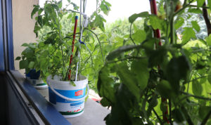 Plantes vertes sur un balcon