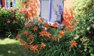 Fleurs de jardin en bordure de maison avec des volets violets