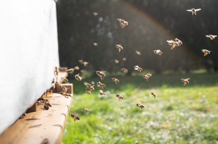 Découverte de la vie des abeilles