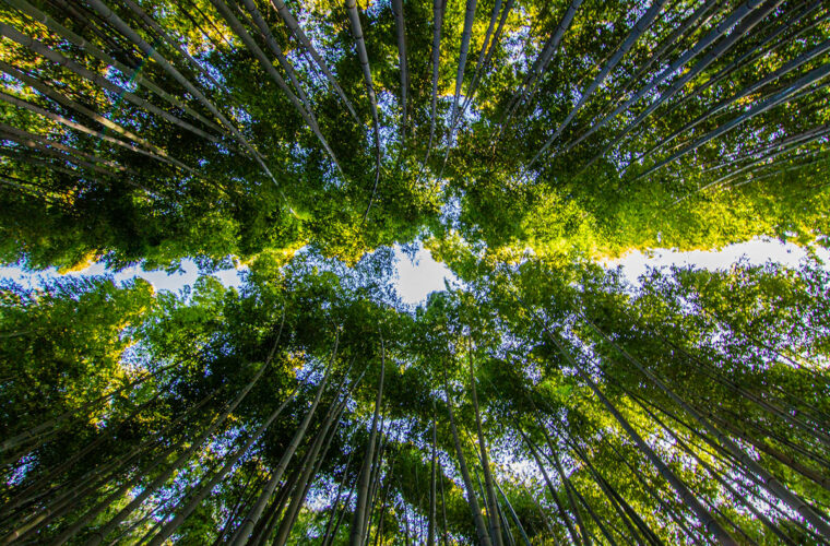 Programme Sport Santé Nature avec Happy Bambou